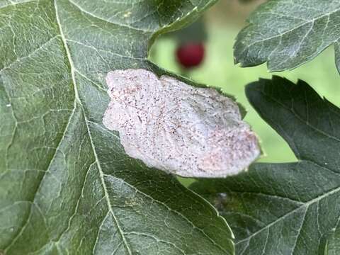 Image of Hawthorn Midget