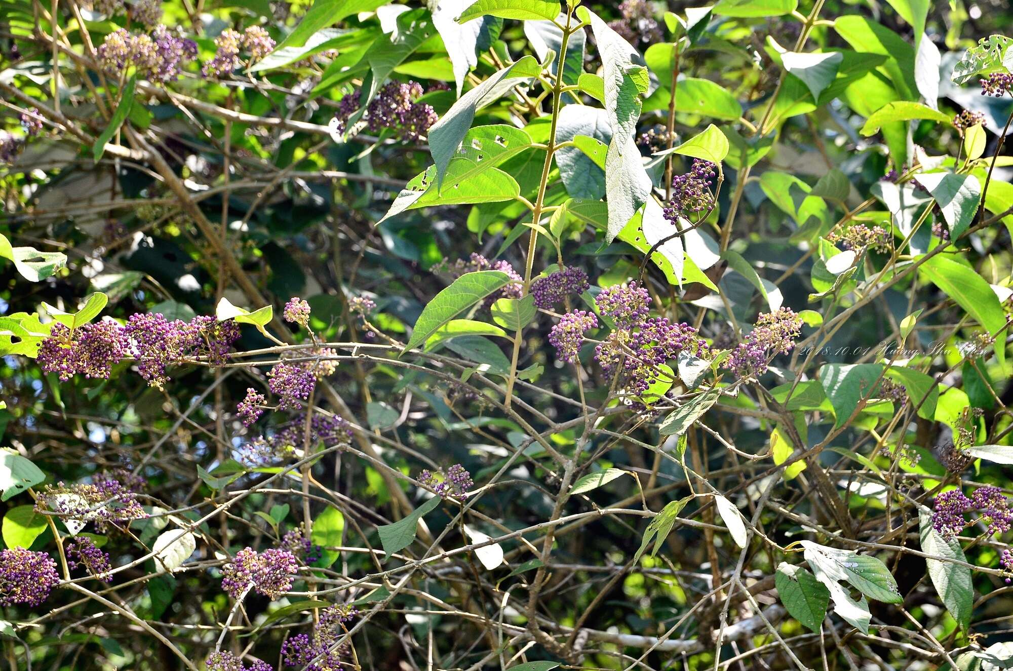 Image de Callicarpa pedunculata R. Br.
