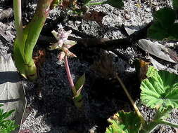 Image of Lachenalia variegata W. F. Barker