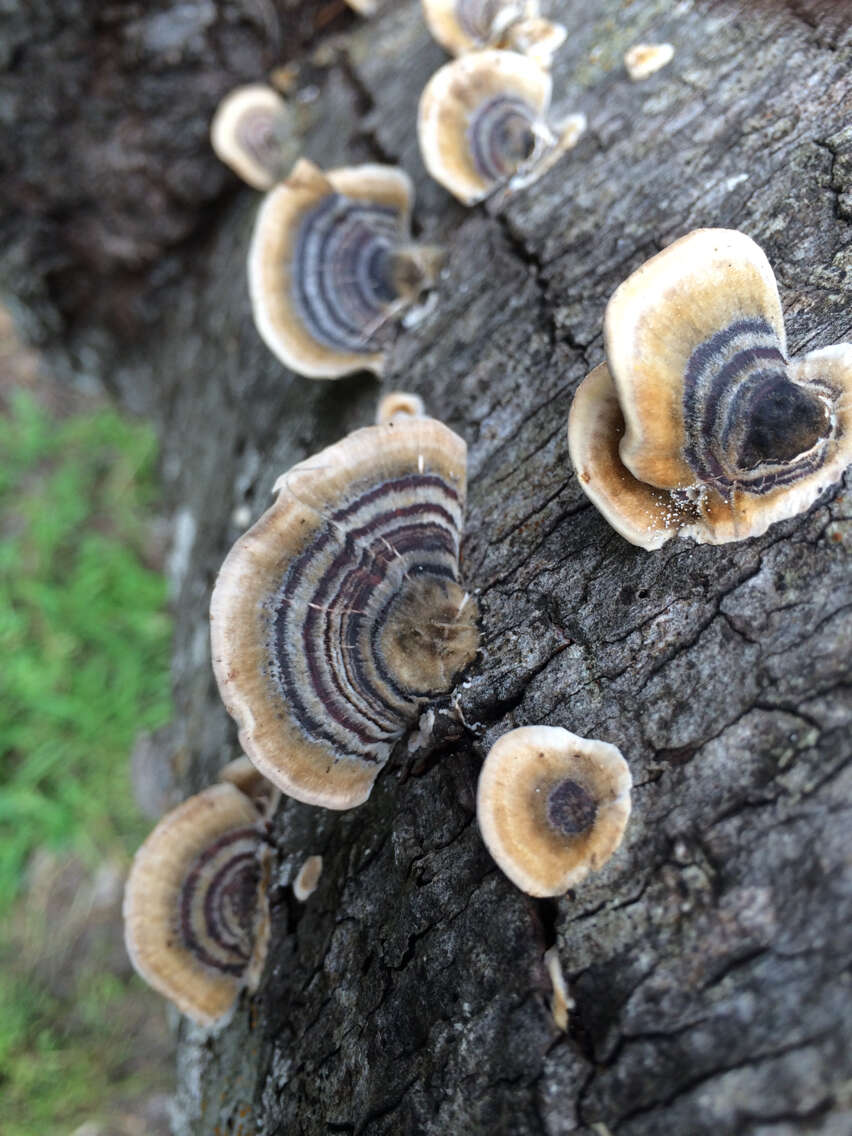 Image of Turkey Tail