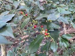 Imagem de Ilex ficoidea Hemsl.