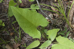 Image of Synurus deltoides (Ait.) Nakai