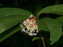 Image of Clerodendrum deflexum Wall.