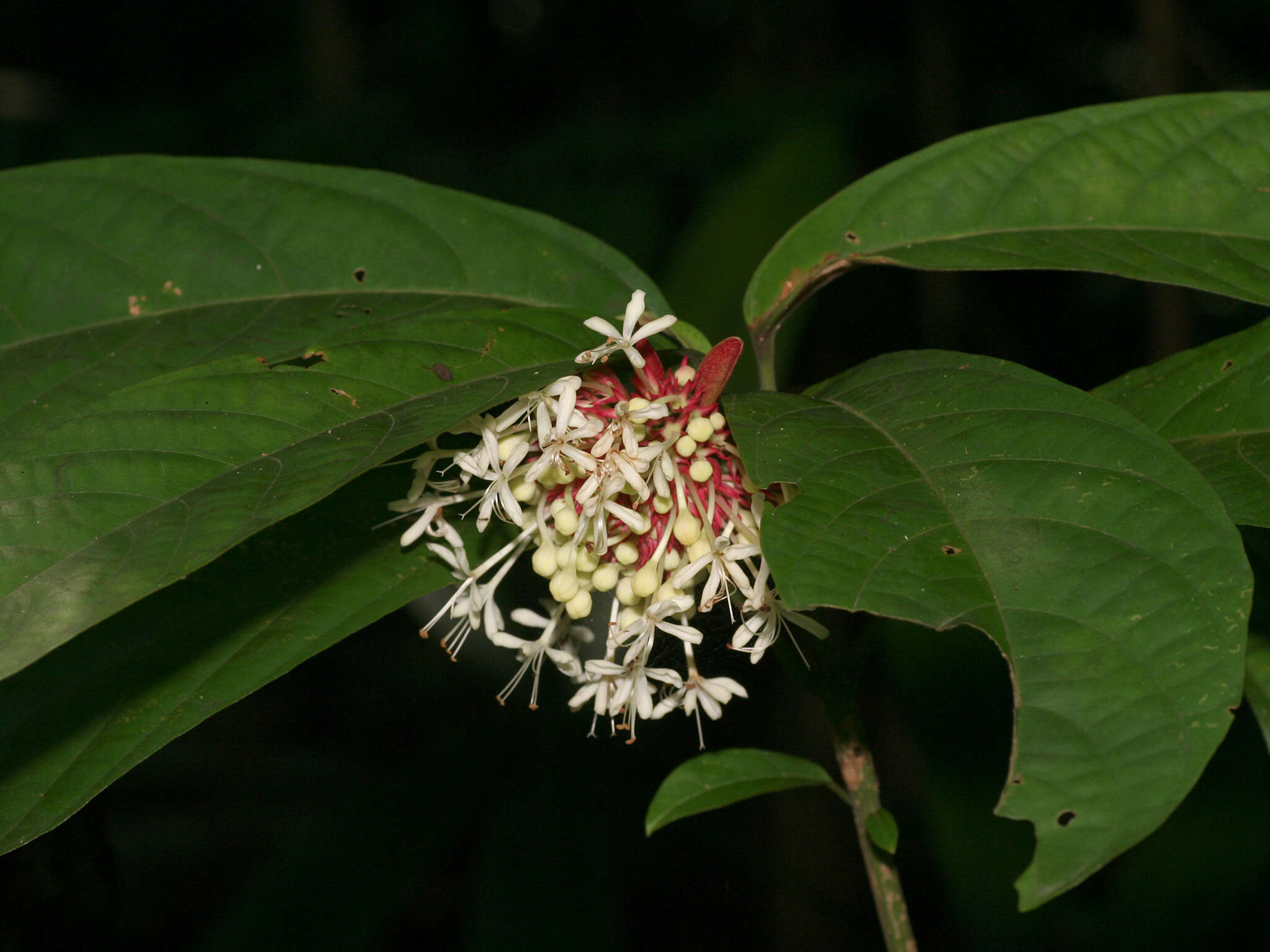 Imagem de Clerodendrum deflexum Wall.