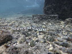 Image of Hawaiian spotted snake eel