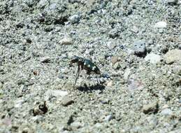 Image of Cicindela (Cicindela) monticola albanica Apfelbeck 1909