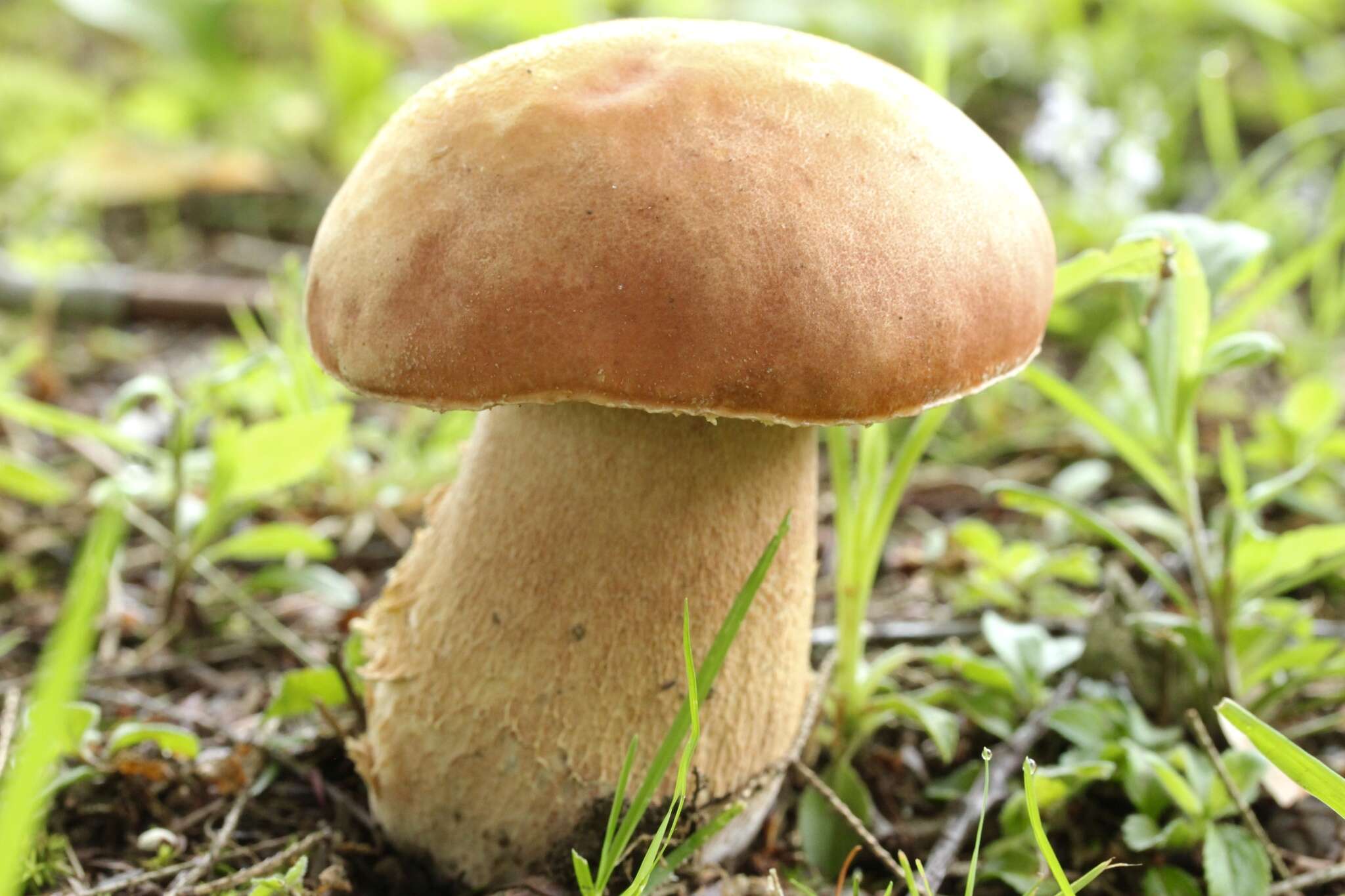 Sivun Boletus subcaerulescens (E. A. Dick & Snell) Both, Bessette & A. R. Bessette 2000 kuva