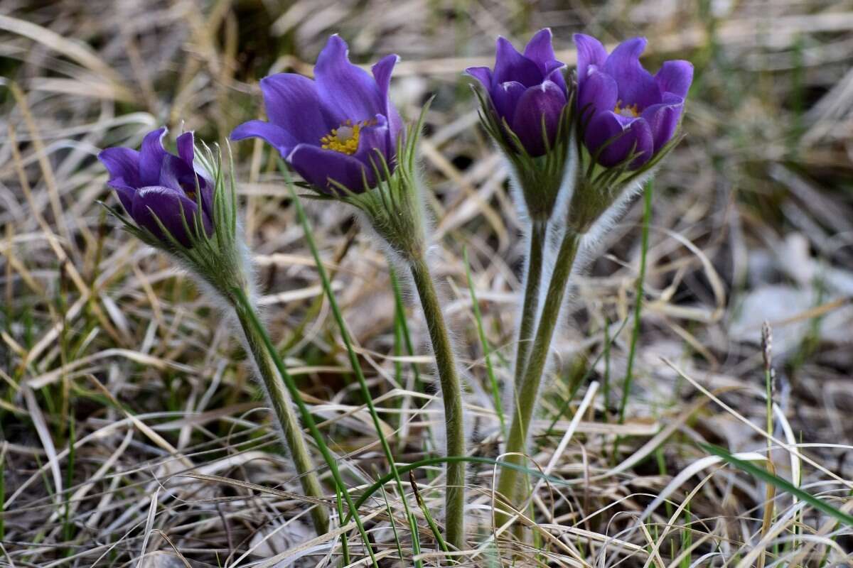 Image of Eastern Pasque Flower