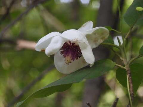 Image of Magnolia sieboldii K. Koch