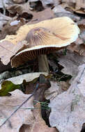 Image of Cortinarius livido-ochraceus (Berk.) Berk. 1860