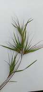 Image of Christmas grass