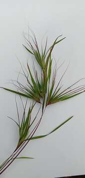 Image of Christmas grass