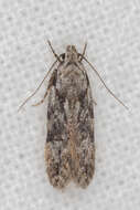 Image of Carpatolechia fugitivella Zeller 1838