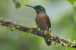 Image of Fawn-breasted Brilliant