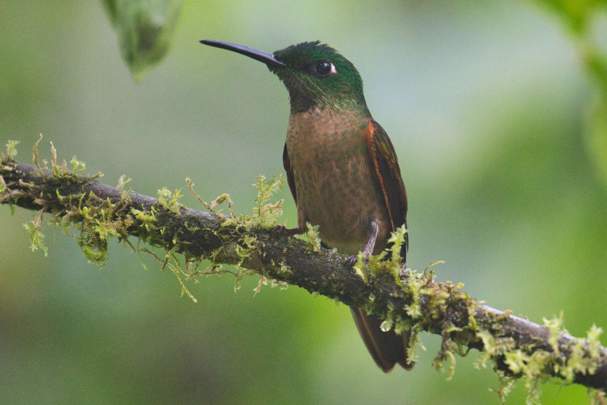 Image of Fawn-breasted Brilliant