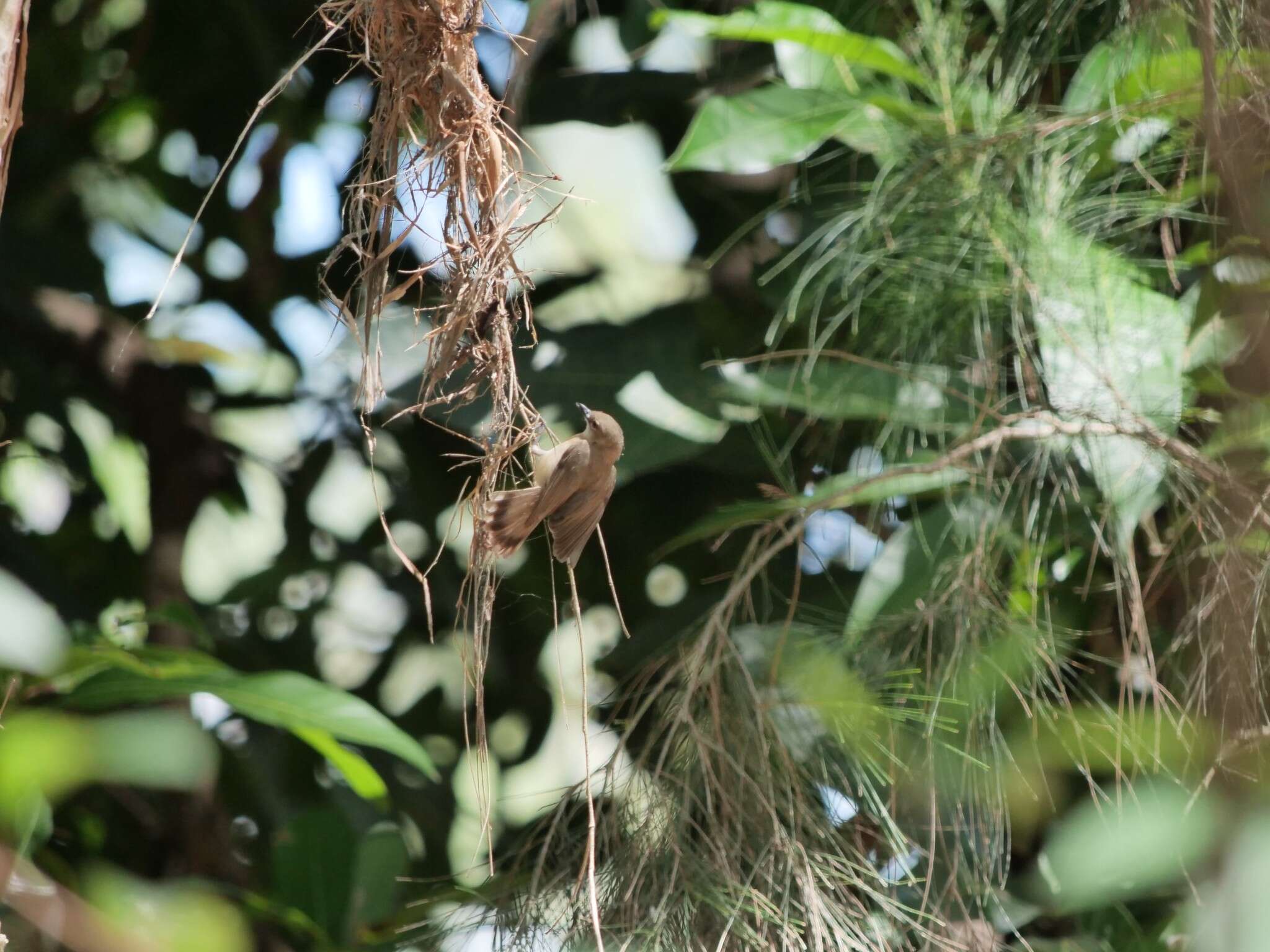 Image of Large-billed Gerygone