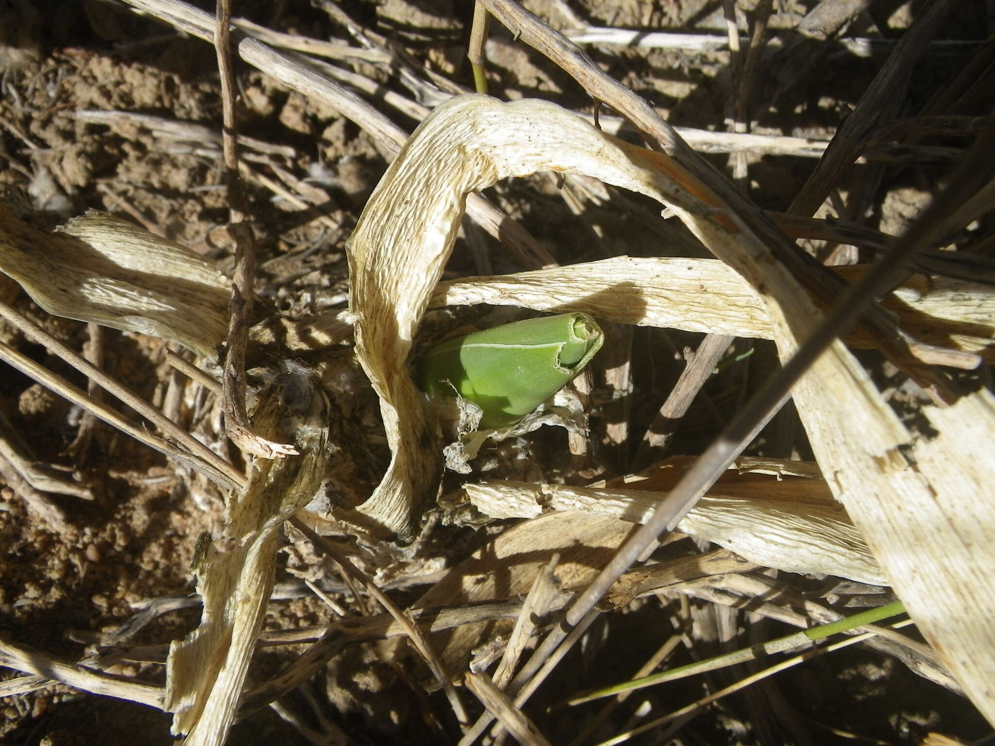 Image of Drimia capensis (Burm. fil.) Wijnands