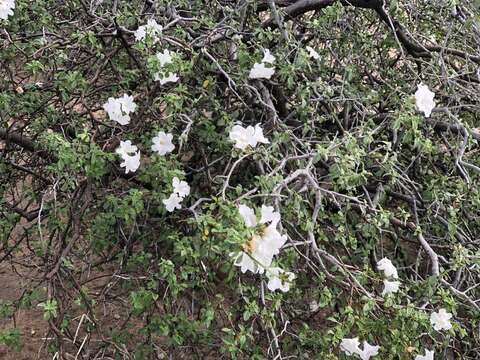 Cordia parvifolia A. DC. resmi