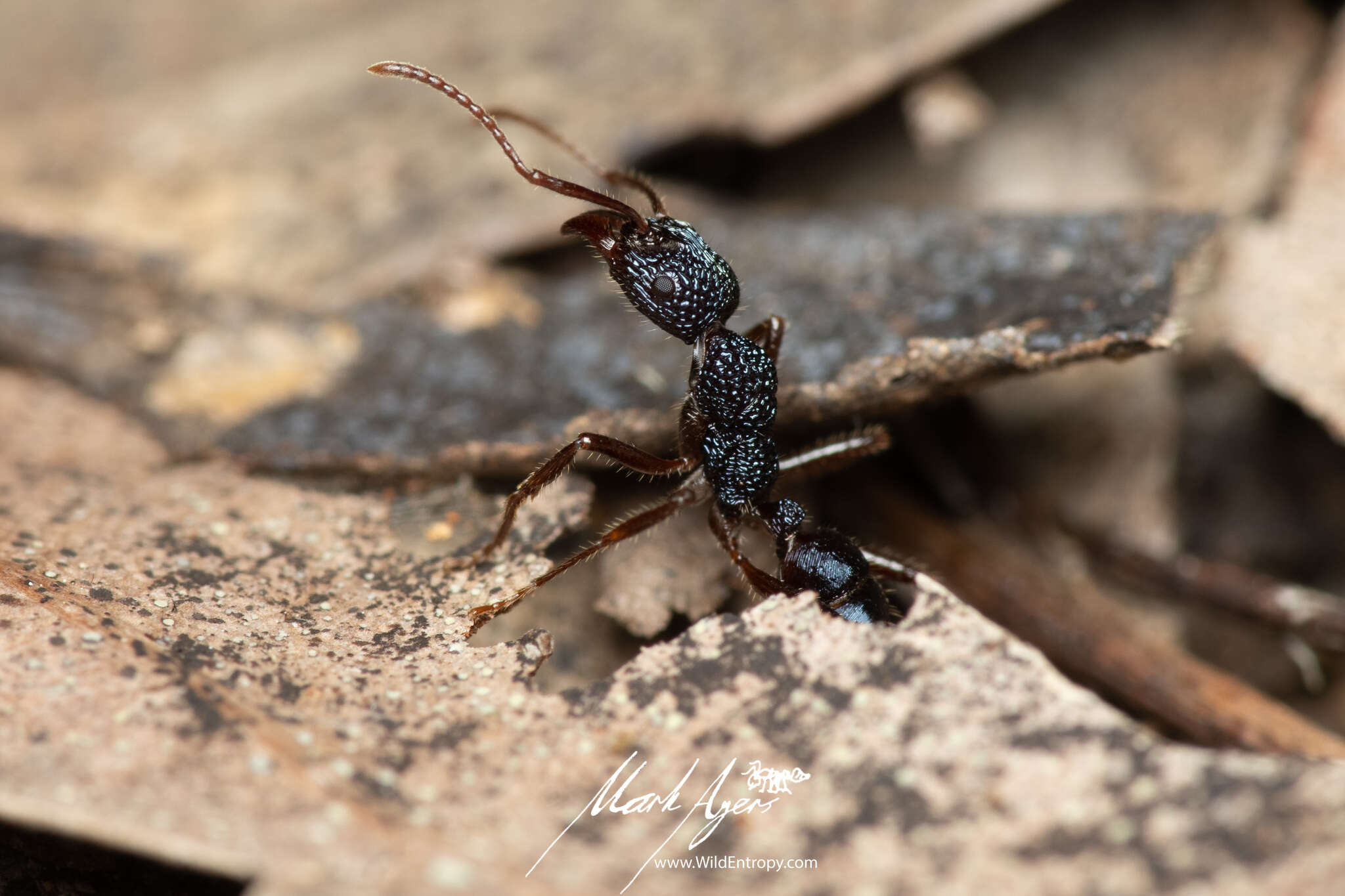 Image of Rhytidoponera chalybaea Emery 1901