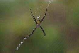 Image of Garden spider