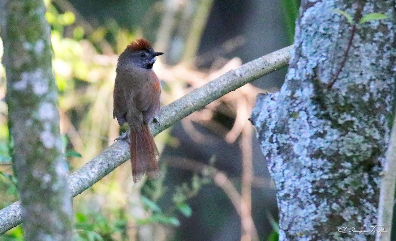 Image of Sooty-fronted Spinetail