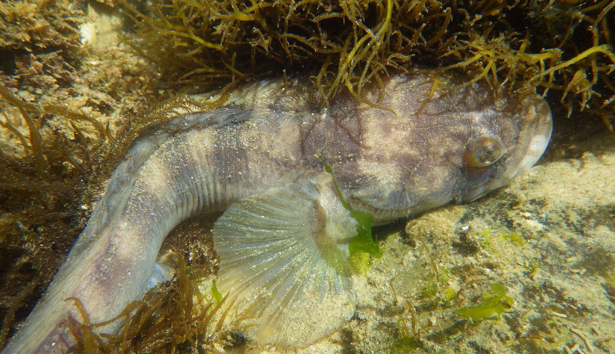 Слика од Porichthys notatus Girard 1854