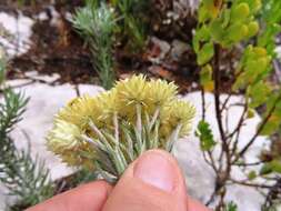 Image of Achyranthemum mucronatum