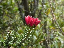 Image de Bejaria resinosa Mutis ex L. fil.