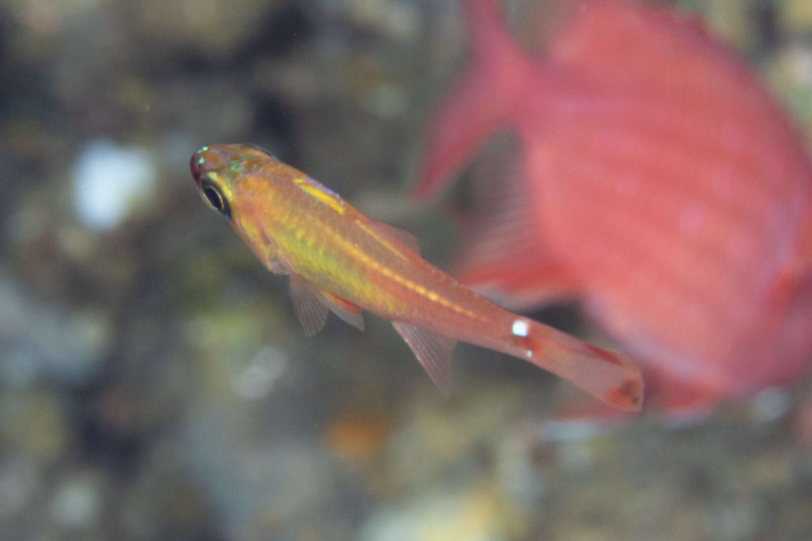 Image of Redspot cardinalfish