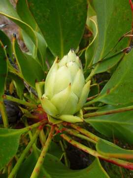 Imagem de Protea cynaroides (L.) L.