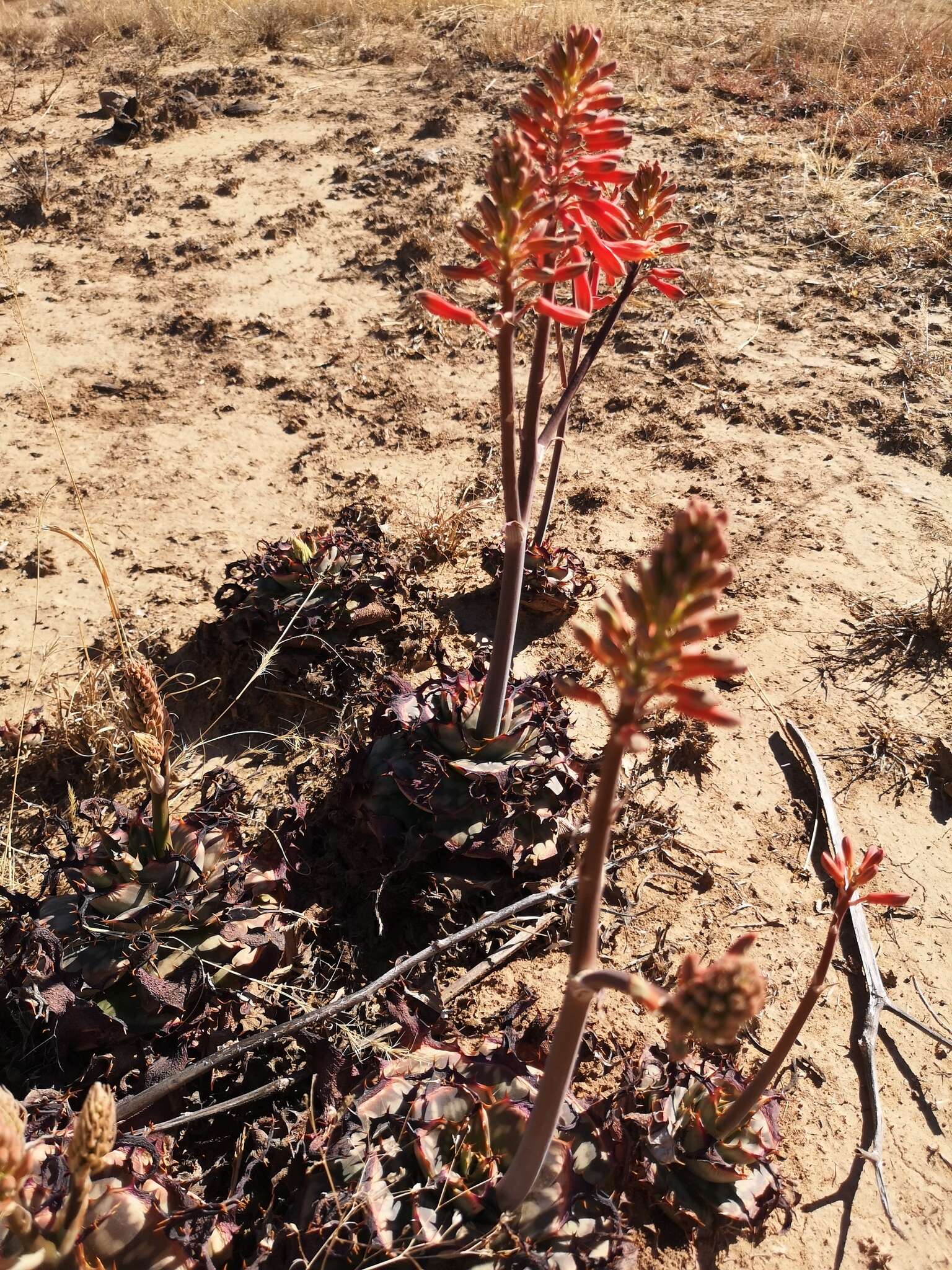 Aloe grandidentata Salm-Dyck resmi