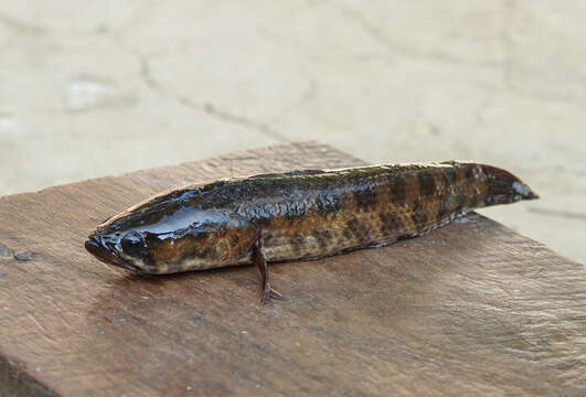 Image of Spotted snakehead