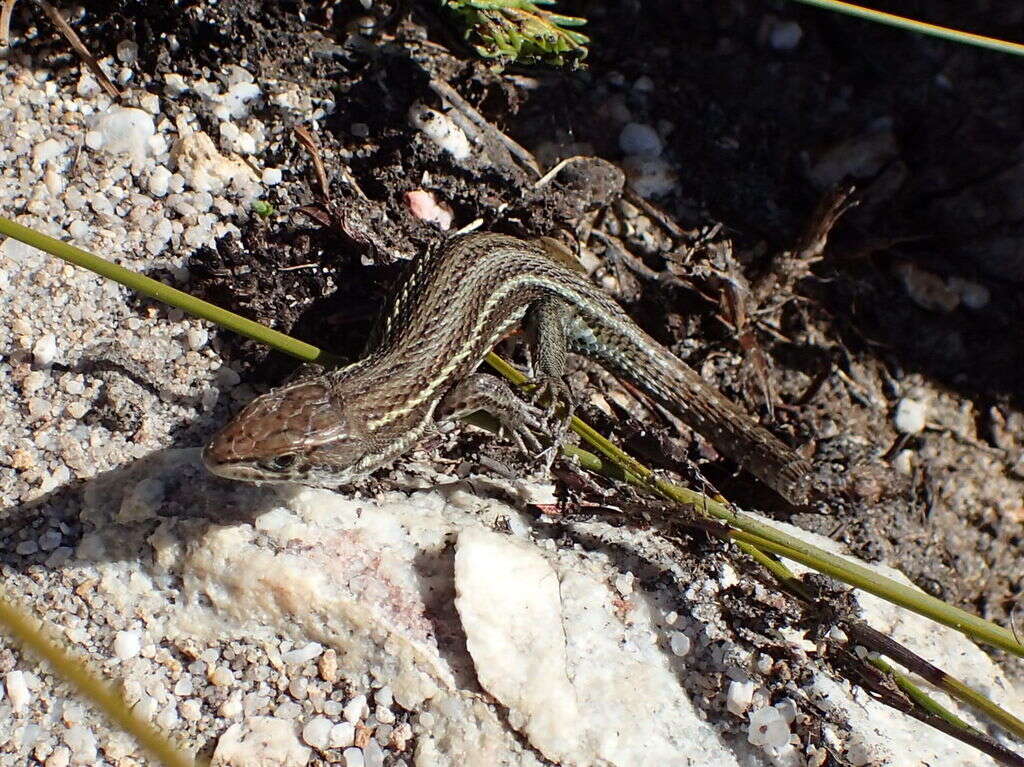 Image of Green-striped mountain lizard