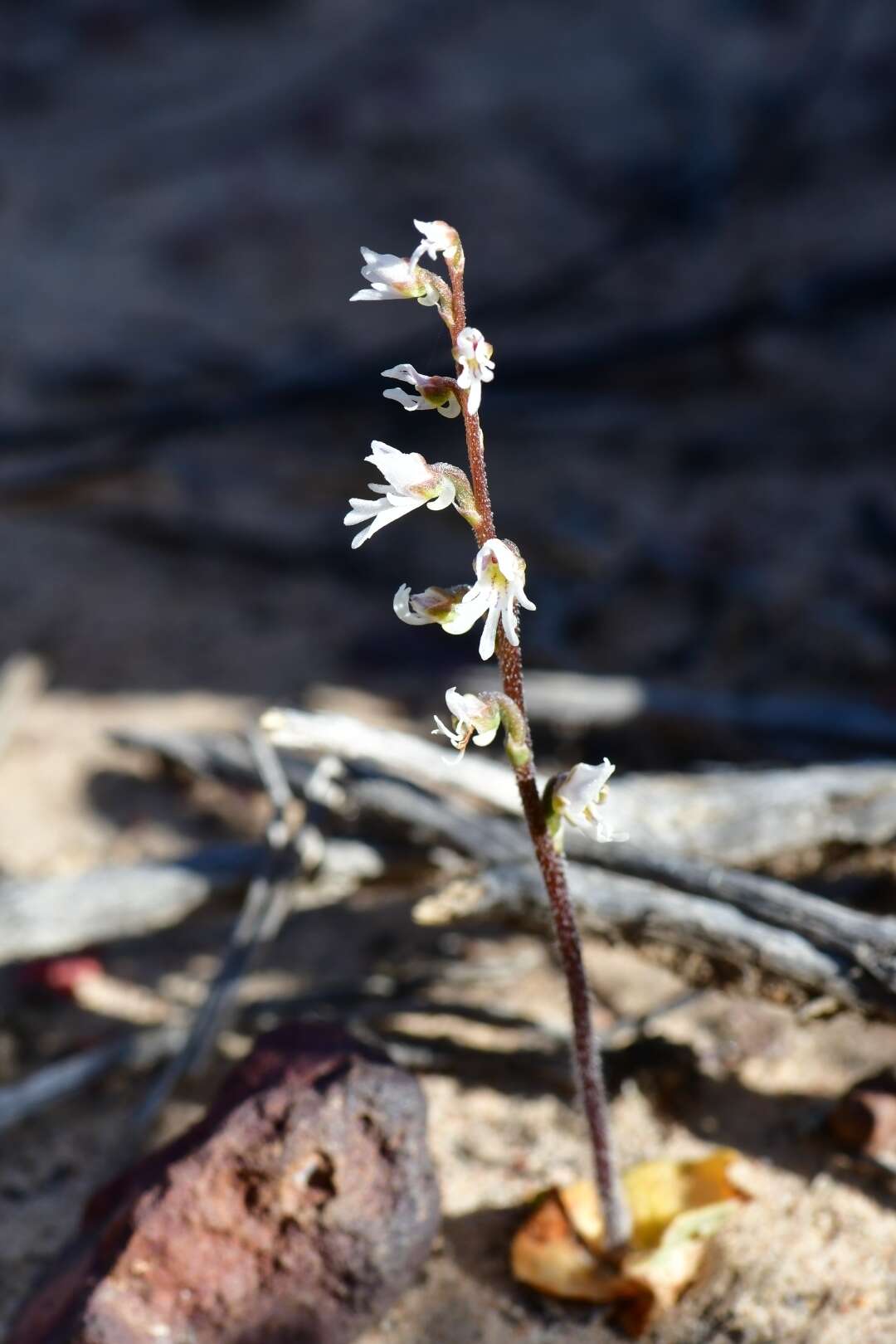 Imagem de Holothrix aspera (Lindl.) Rchb. fil.