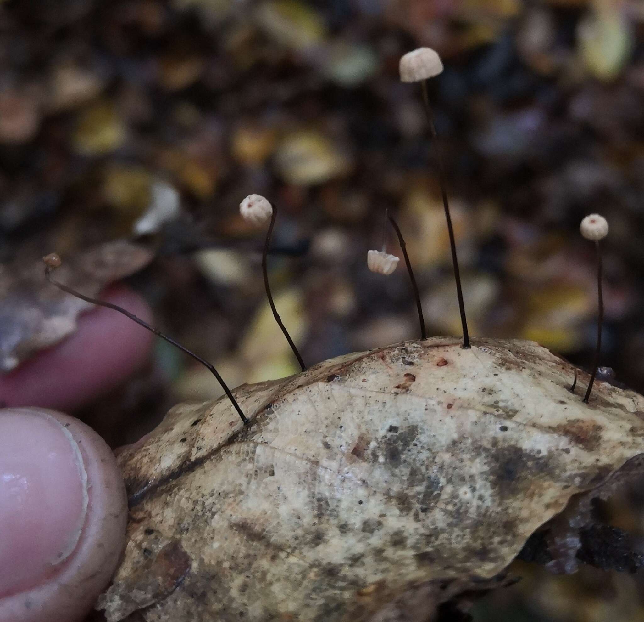 Imagem de Marasmius bulliardii Quél. 1878