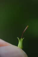 صورة Verbascum alpinum Turra