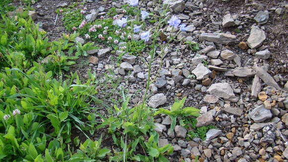 Image of Cicerbita racemosa (Willd.) Beauv.