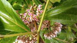 Image of Japanese callicarpa