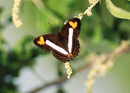 صورة Adelpha diazi