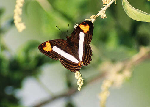 Image of Adelpha diazi