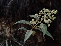Image of Buddleja parviflora Kunth
