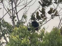 Image of Black Titi