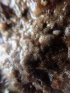 Image of an encrusting bryozoan