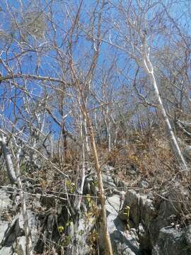 Image de Jatropha sympetala S. F. Blake & Standl.