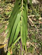 Image of tiger grass