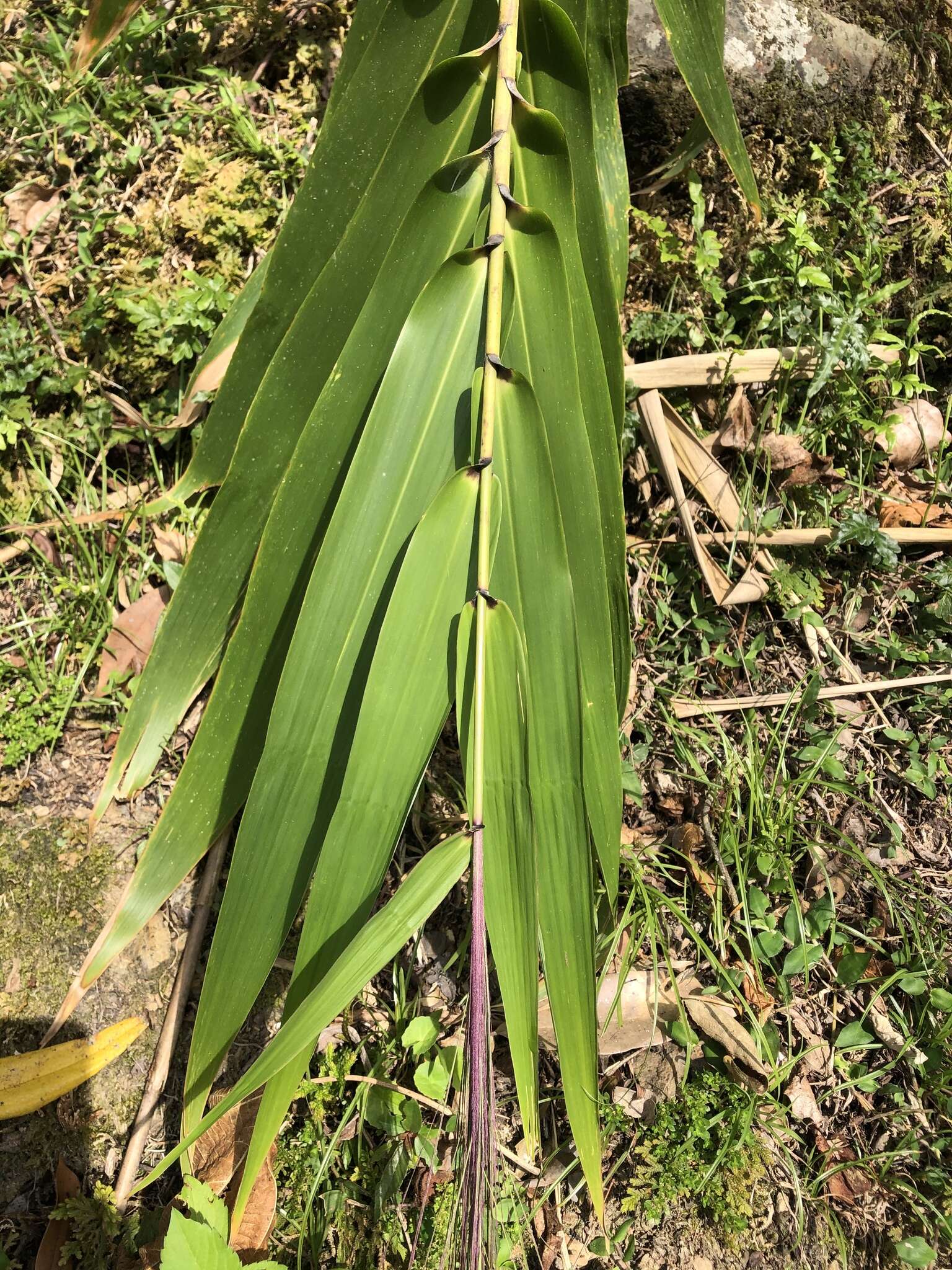 Plancia ëd Thysanolaena latifolia (Roxb. ex Hornem.) Honda