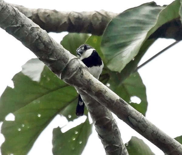 Image of Greater Pied Puffbird