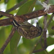 Image of Scaled Piculet