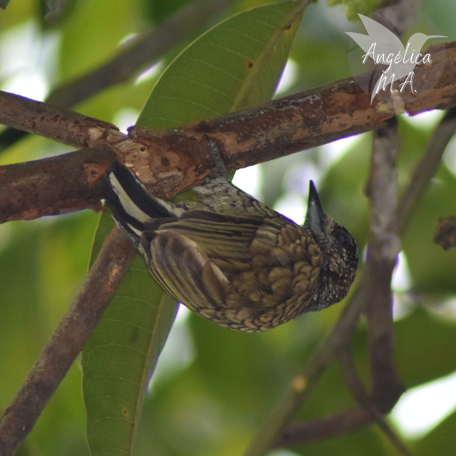 Image of Scaled Piculet