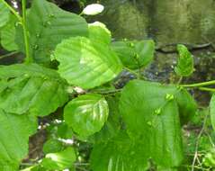 Imagem de Eriophyes inangulis